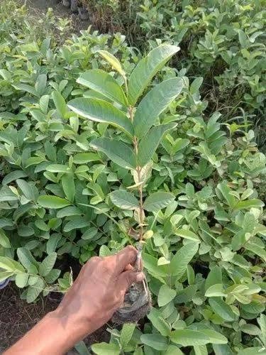 Image of LEAF JIBON, Sweet Taiwan Pink Guava Plant Pink Amrud (Air Layering /Grafted) Live Plant Hybrid All Seasons 1.2 /2 Ft Height Pack Of-1 Healthy Fruit Plant
