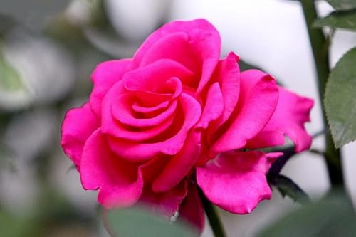 Pink Miracle Hudson Shrub Rose, Full Sun To Pertial Sun, Lush, Fresh & Lowest Maintenance Blooming Natural Rose #TOP4