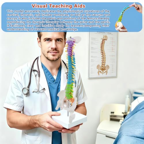 Image of Mini Flexible Human Spine Model with Pelvis and Nerve Roots,13.8 inch Vertebral Column Model for Instruction Teaching, Patient Demonstration, Education(Multicolour)