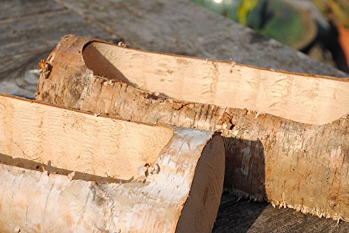 Birkenholz Stamm ausgefräst als Pflanzgefäß. Länge 30cm Cover