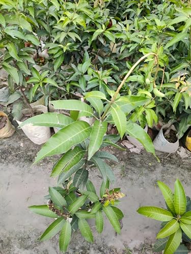 Image of Rare ''Ambika mango'' Orginal Variety Grafted Fruit Live Plants & Tree(1.5-2 Ft Size) Healthy Fruit Plant For Home Garden Plants Tree, pack of 1