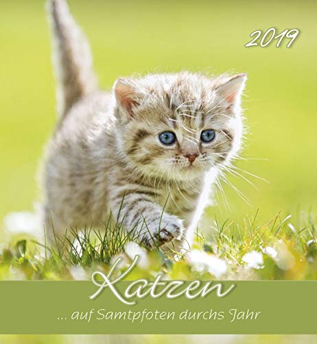 Télécharger Katzen 2019 Postkartenkalender Livre eBook France