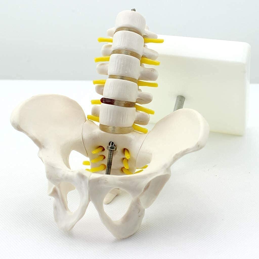 Model kości lędźwiowej Materiał PVC Anatomia człowieka Kość Medyczna Kość Nauka Dekoracja Statua