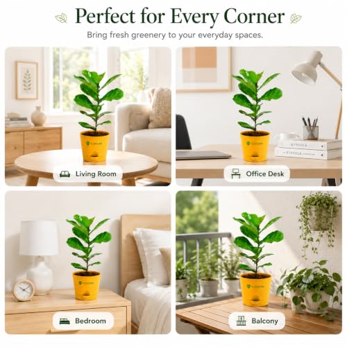 Image of Ficus Lyrata Fiddle Leaf Fig Plant | Live Indoor Plant for Home & Office | Air Purifying Houseplant | Low Maintenance Green Foliage | Decorative Potted Plant for Living Room