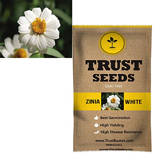 TrustBasket Premium Zinia (White) Flowers Seeds (Hybrid) Sow and Grow