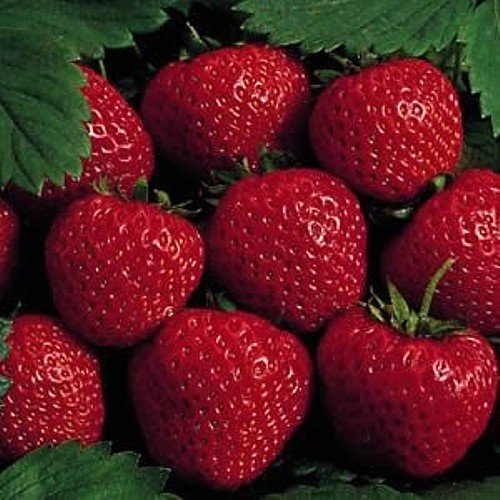 25 Earliglow Strawberry Plants - Bareroot - The Earliest Berry! 25 Earliglow Strawberry Plants - Bareroot - The Earliest Berry!