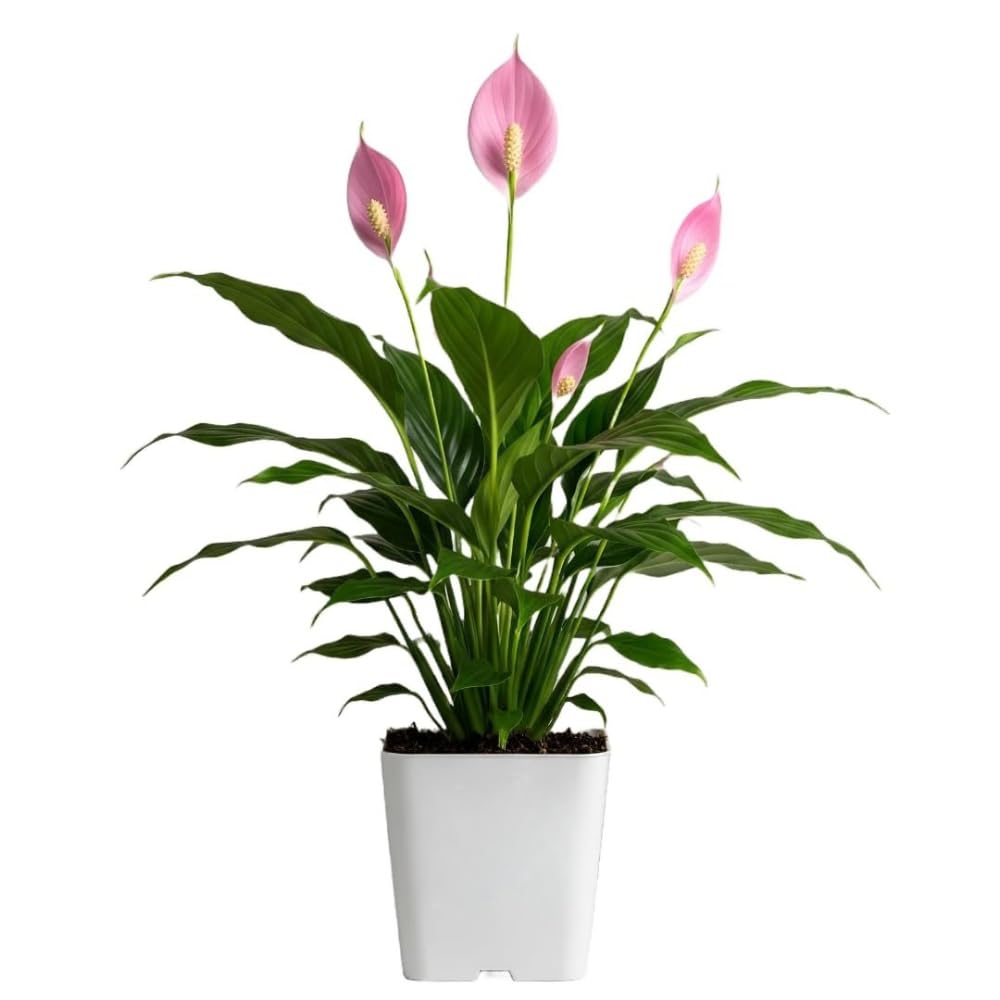 Lily Live Plant | Healthy Live Plants | Indoor Plants for Living Room, Gifting, indoor plants with pot-image-19