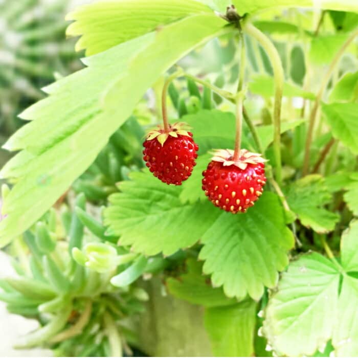 Amazon | ワイルドストロベリー 苗 2.5号 苗 ハーブ苗 グランドカバー