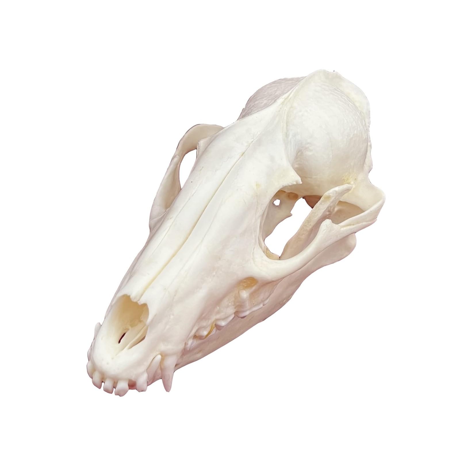 DRXRD Taxidermy Animal Skulls, Real Animals Bones Specimen, Natural Skull Decoration, for Home Decor and Showcase Exhibition Racoon Skull