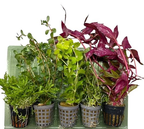 5 Topf Wasserpflanzen Set- Vielfältiges Aquarienpflanzen-Mix-Set mit Vordergrund-, Mittel- und Hintergrundpflanzen – Inklusive 5 verschiedener Topfpflanzen mit Wurzeln – Nachhaltig verpackt