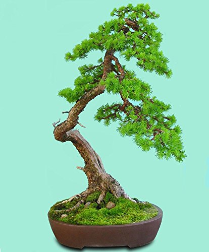 15 Samen Larix Decidua (Europische Lrche Bonsai) Baum : Amazon.de: Garten