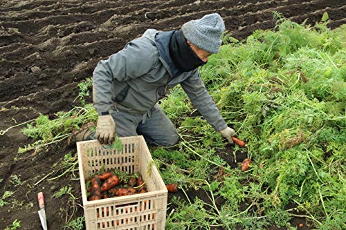 カゴメ にんじんジュースプレミアム 200ml24本