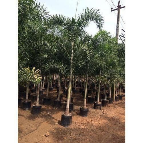 EARTHSCAPE Foxtail Palm (Wodyetia bifurcata) Live Plant - Image 4