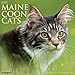 Just Maine Coon Cats 2021 Wall Calendar