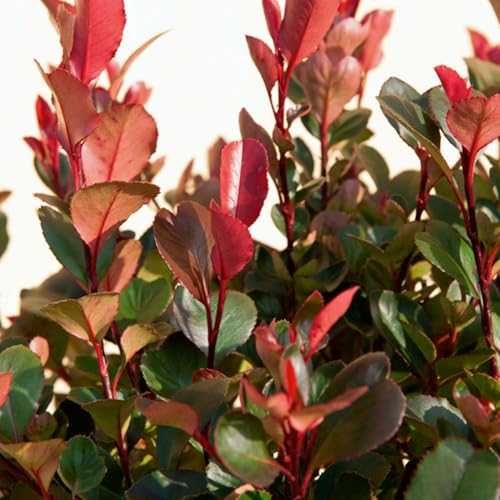 Garten-Schlüter Glanzmispel Carré Rouge - Photinia fraseri - mit intensiv rotem Austrieb & dichtem kompaktem Wuchs - schnittverträglich - immergrün (3 Liter Topf 40-60 cm)
