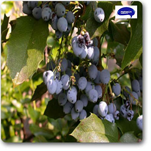 Mphmi Nurseryplant Berberis aquifolium - Plant (B09NMHHSCX) Amazon Price History, Amazon Price Tracker