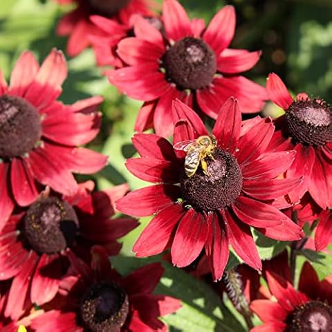 Outsidepride Rudbeckia Cherry Brandy Flower Seeds Cover