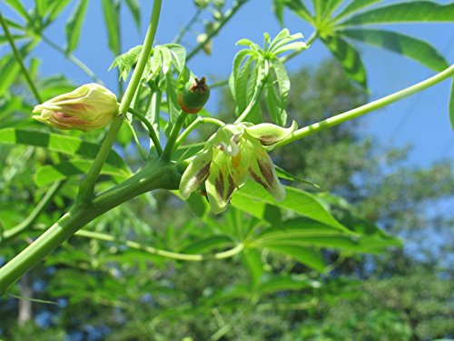 Manihot esculenta | Tapioca | Cassava | Yuca | Manioc | Mandioca | 5_Seeds