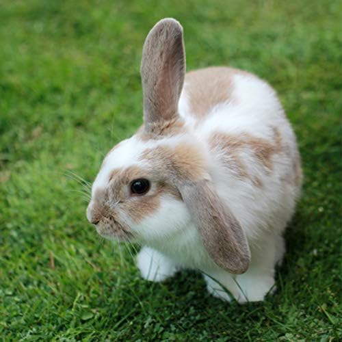 Extra Select Premium Large Pea Rabbit Feed, 12.5 kg