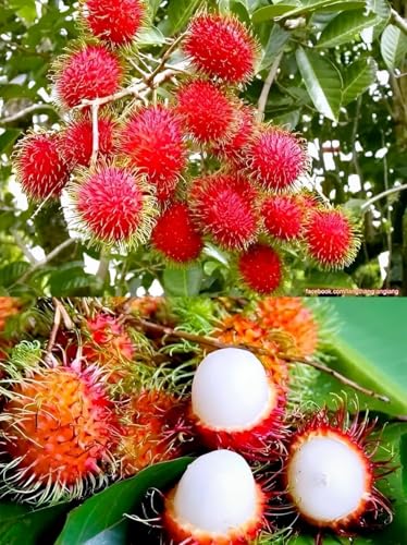 ZOROPIC ENTERPRISE Live Rambutan Fruit Plant Pack of 1 | Exotic Tropical Fruit Tree | Sweet & Juicy High-Yield Variety | Ideal for Home Garden, Balcony, Terrace & Outdoor Organic Farming