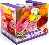 25 Ranunculus Bulbs for Spring Planting, Perennial Flowers Bulbs for Gardens, Vibrant Peony Buttercup Corms for Outdoor Borders (Multicolor Ranunculus)