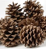 24 Ponderosa Pine Cone Natural 3'- 5' Hand Selected All Natural Premium Quality Cones Decorative...