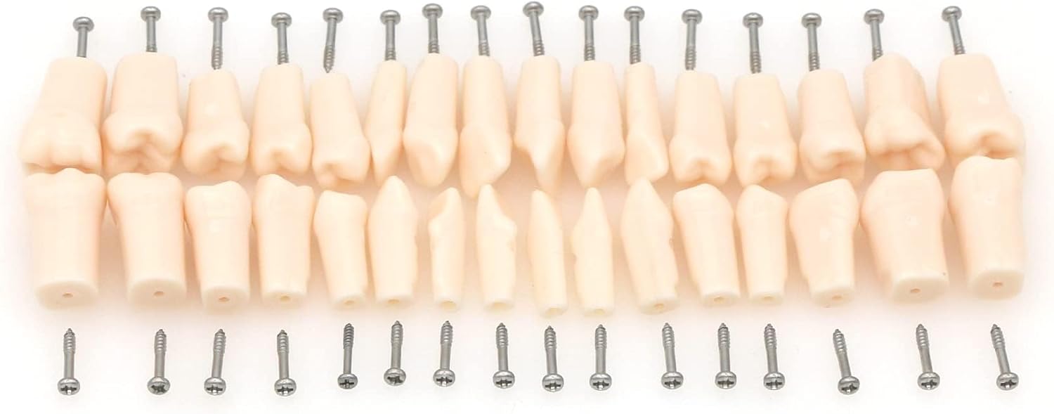 32PCS Dental Training Granules - Realistic Simulated Teeth for Practice, Cavity Prep & Crown Exercises - Realistic Anatomy for Lifelike Learning Model