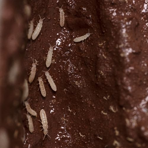 Bio Dude Arid/Temperate Live Springtails 8oz Clay Culture