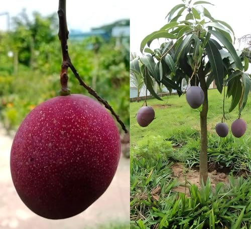 Image of World's Costliest Japanese Miyazaki Mango Plant Original (height 1.5-3 Feet) Hybrid Type Taiyo No Tamago Eggs Of Sun Exotic Mango Tree Grafted For Your Garden