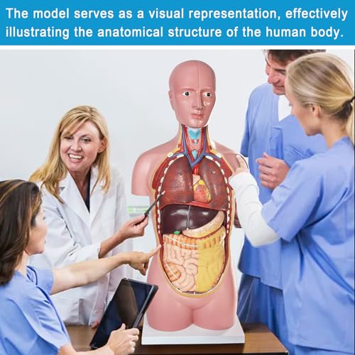 Image of Human Body Anatomical Model with Removable Heart Head Skull Brain Liver Lungs Organs, Life-Size 34.5 inch Human Torso Anatomy Model with Base for Medical Science Education Study or Teaching