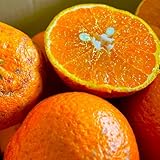 みかん ポンカン 愛媛�