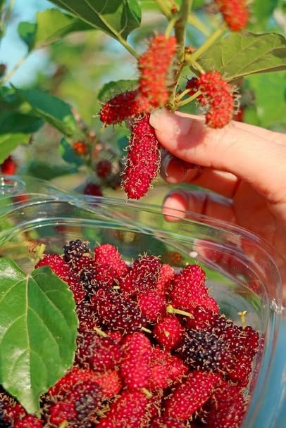 Image of Special Sweet And Healthy All Time Long Finger Taiwan Mulberry /Shahtoot Fruit (Cutting /Grafted) Live Plant,''Fruit After 4 to 6 Month''