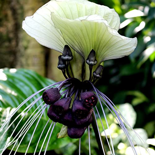5 White Bat Flower, Bat Head Lily Seeds - 5 Seeds (Tacca Nivea) - Pack Of 5 Rare And Viable Seeds - Qo Seeds #TOP4