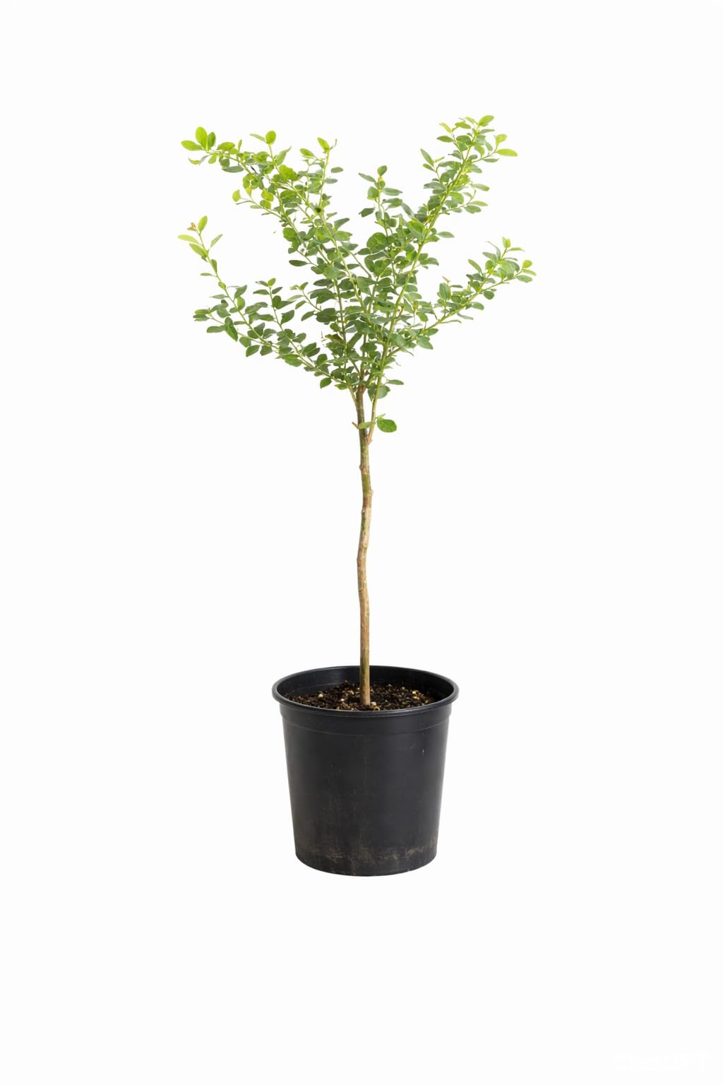 Finger Lemon Live Plant with Pot, Exotic Citrus Fruit Tree, Finger Lime Grafted Plant for Home Garden & Terrace, Green, 1 Count