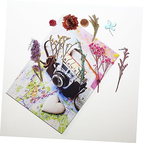 Kit mini flores secas delicadas para manualidades miniatura 5