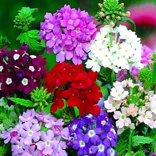 Verbena Multicolor Flower Mix 70+ Seeds for Planting Non-GMO Vervain Herb of Grace