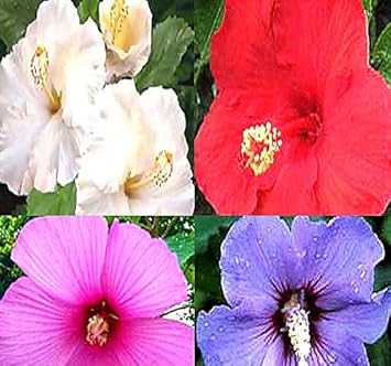 Best rose of sharon seeds
