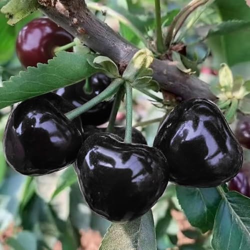 Black Cherry Tree Live Plant 1 Year Old Sweet Cherry in Quart Pot Hardy Fruit Shade Tree for Garden or Landscape