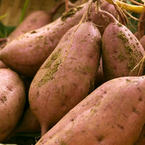 種子島安納いも 特選蜜芋, GI認定, Sサイズ, 自然熟成, 鹿児島県産, 10kg詰め合わせ, 保存方法13度推奨