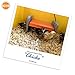 K&H Pet Products Chicken Brooder Heater for Chicks Ducklings, Adjustable Heating Plate for Brooder Boxes, Warms up to 15 Chicks, Chicken Coop Poultry Heating with Safety Light, Small 25 Watts