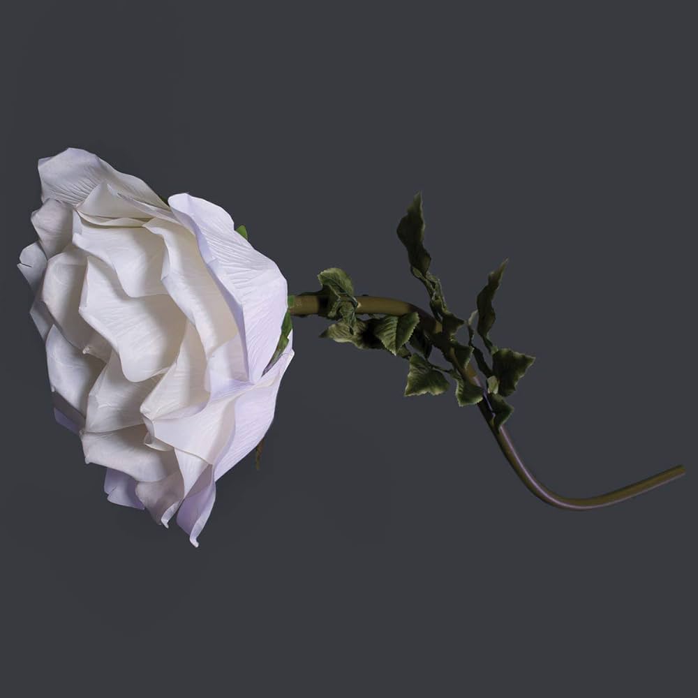 Offen【Reborn project】ROSE-pointed /WHITE White Knock Out® Shrub Rose| NatureHills.com