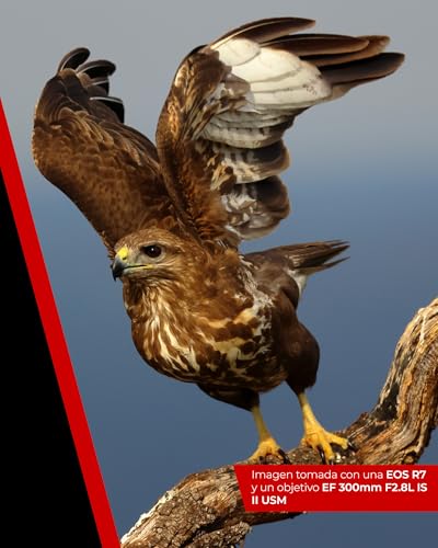 Cámara mirrorless Canon EOS R7, APS-C (32.5 MP), 4K a 60 fps, pantalla táctil ajustable, negro. - Fernando Cortés