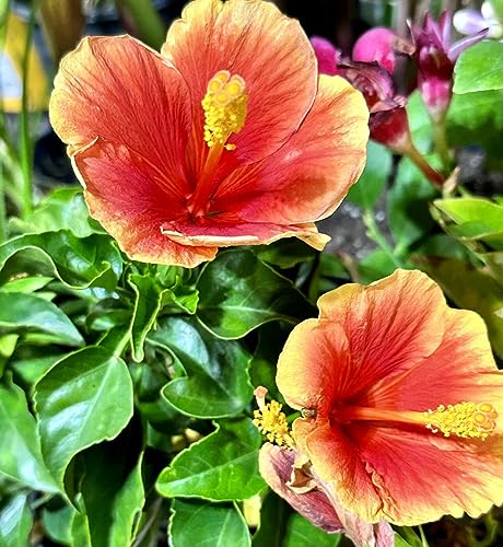Hibiscus Rosa Sinensis ~Peach Salmon Yellow~ (1)6-8” Live Tropical Flower Plant