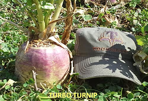 Tecomate Turbo Turnip Annual Food Plot Seed (2.75 LB)