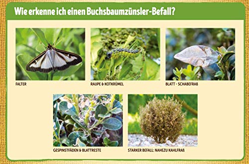 Substral Bio Buchsbaumzünsler Nachfüllpheromon für alle gängigen Buchsbaumzünsler Fallen, Pheromon Lockstoff, 1ml - 2