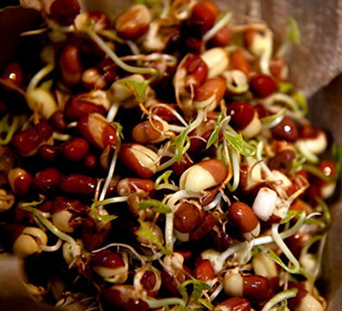 Seeds Package: Adzuki Beans Sprouting Seeds - 50 Grams -Sweet &y