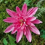 DUTCH BULBS EXCLUSIVE PLANTS FROM HOLLAND