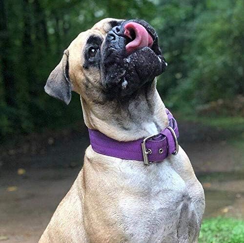 Collar táctico para perro 1.5" nailon acolchado hebilla metal ajustable talla L morado miniatura 7