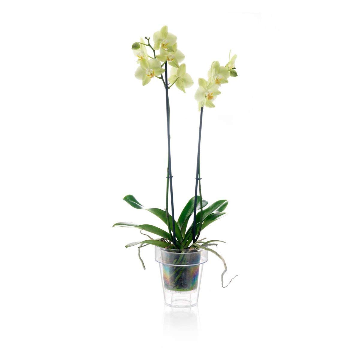 Vaso trasparente Porto con supporto per orchidee, diametro 14 cm, set con piat