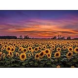 Sinnvolle Wohnkultur: Fertige 5d diamant painting full groß kann gerahmt und aufgehängt werden, perfekt, um Ihr Wohnzimmer oder Schlafzimmer zu dekorieren. Es kann ein großartiges Geschenk für Ihre Kinder, Familie und Freunde sein, den Prozess dieses neuen Malstils zu genießen Diamond art.